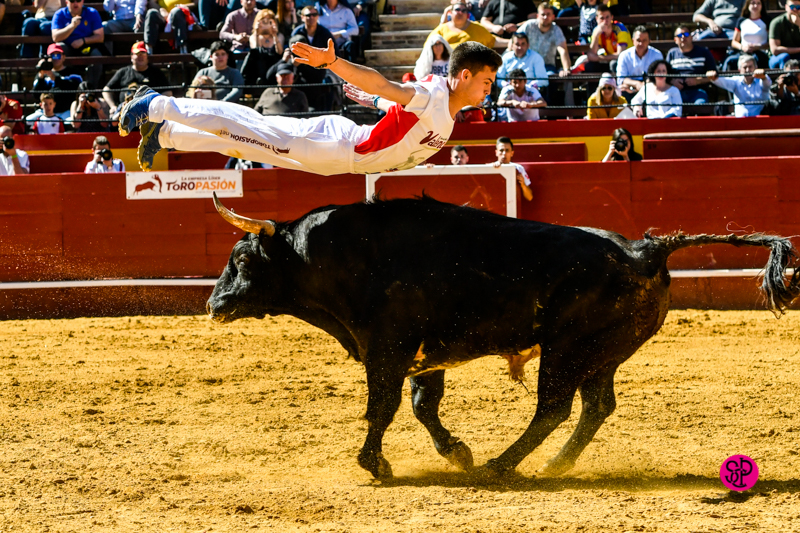 Día del Bou. Valencia, 10 de marzo de 2019