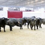 Toros de Victorino Martín para Fallas