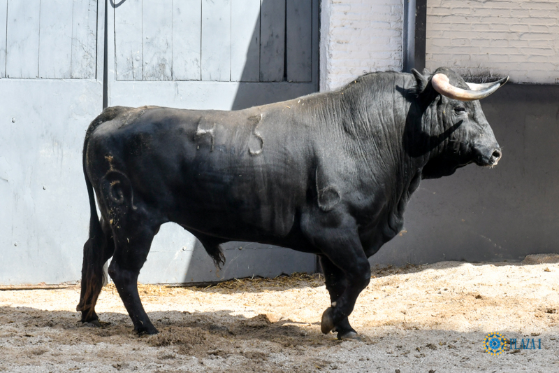 Sorteo, Madrid 24 de marzo de 2019