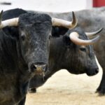 Toros de Victorino Martín para Fallas