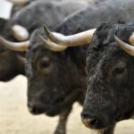 Toros de Victorino Martín para Fallas