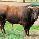 Toros de Zalduendo para el 14 de marzo de 2019 en Valencia