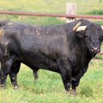 Toros de Zalduendo para el 14 de marzo de 2019 en Valencia