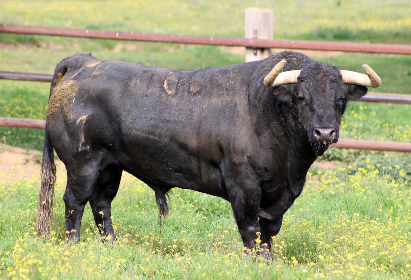Toros de Zalduendo para el 14 de marzo de 2019 en Valencia