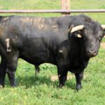 Toros de Zalduendo para el 14 de marzo de 2019 en Valencia