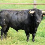 Toros de Zalduendo para el 14 de marzo de 2019 en Valencia