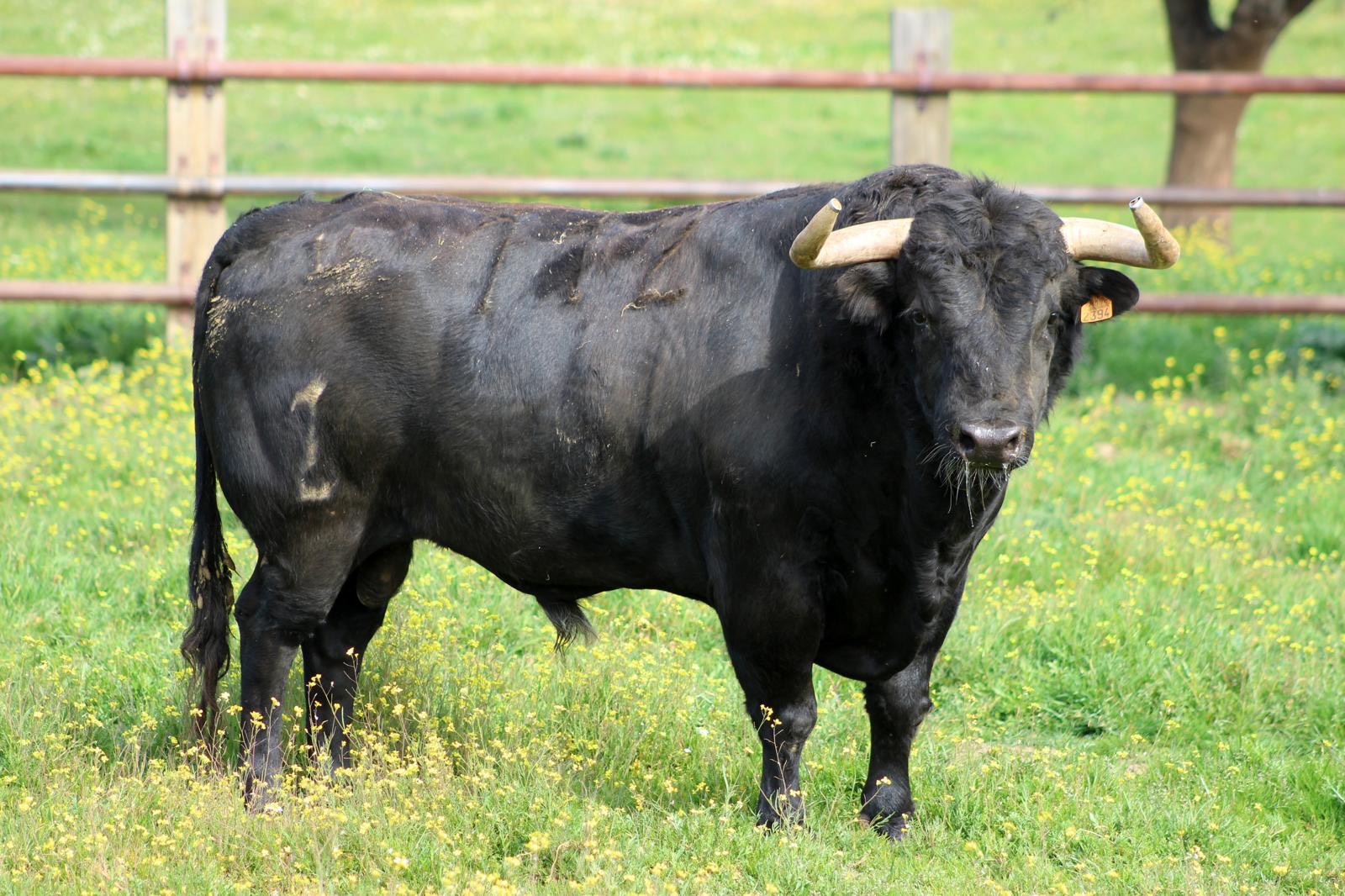 Toros de Zalduendo para el 14 de marzo de 2019 en Valencia