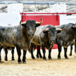 Sorteo, Valencia 10 de marzo de 2019. Toros de Victorino Martín