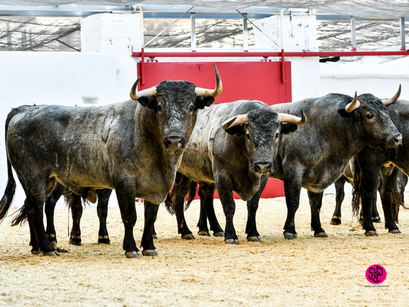 Sorteo, Valencia 10 de marzo de 2019. Toros de Victorino Martín