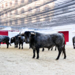 Sorteo, Valencia 10 de marzo de 2019. Toros de Victorino Martín