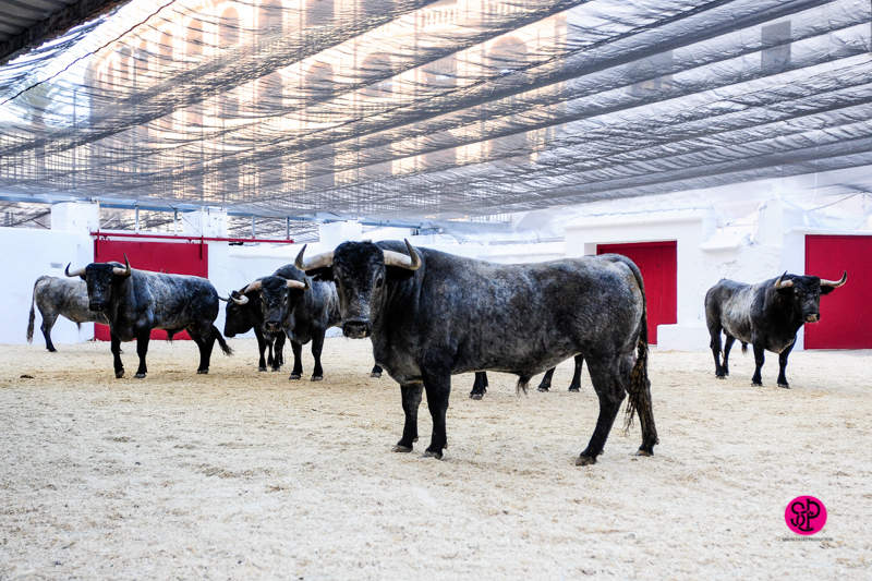 Sorteo, Valencia 10 de marzo de 2019. Toros de Victorino Martín