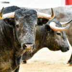 Sorteo, Valencia 10 de marzo de 2019. Toros de Victorino Martín