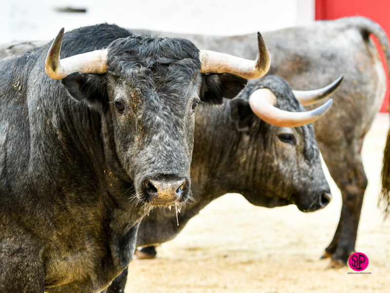 Sorteo, Valencia 10 de marzo de 2019. Toros de Victorino Martín