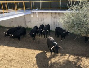 Sorteo, Illescas 9 de marzo de 2019