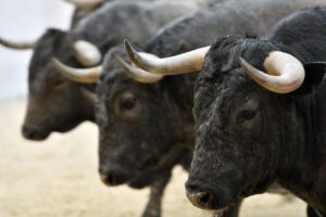 Toros de Victorino Martín para Fallas