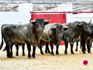 Sorteo, Valencia 10 de marzo de 2019. Toros de Victorino Martín