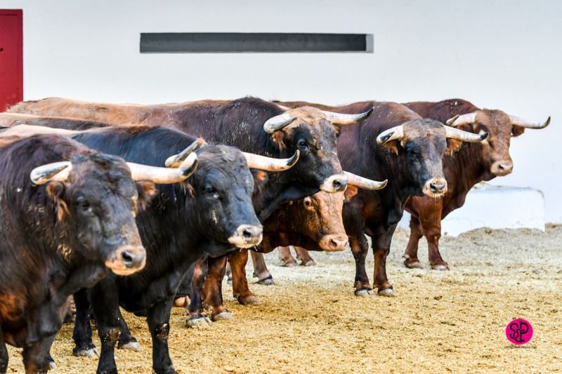 Casiempuja, el primero de los guadajira de hoy en Valencia