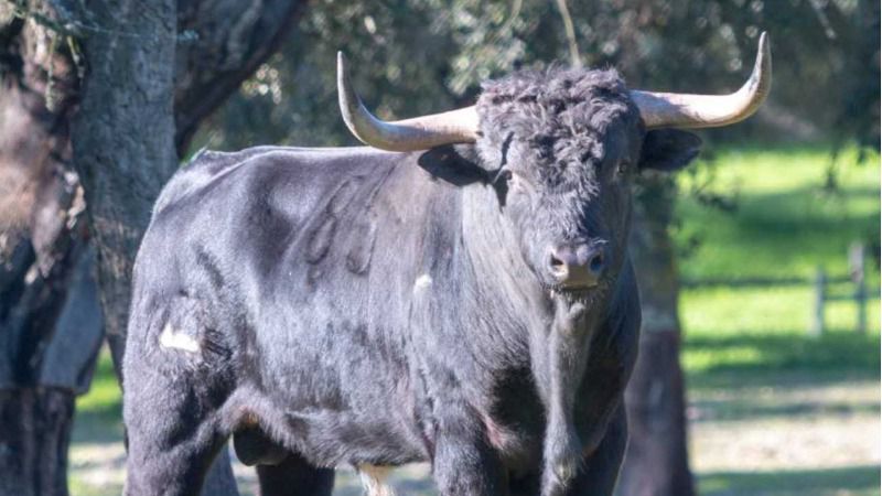 Boujan sur Libron cierra los carteles de su feria Toros y Campo