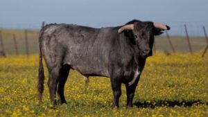 Toro de Miura en el campo