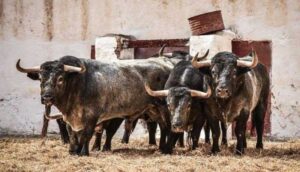 Sorteo, Castellón 24 de marzo de 2019. Toros de Adolfo Martín