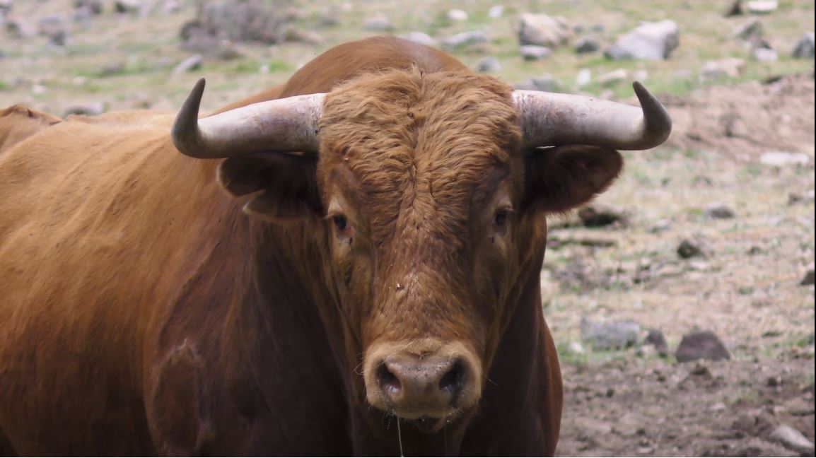 La Peña Taurina Luis Reina organiza sus XIV Jornadas Curro Echevarría