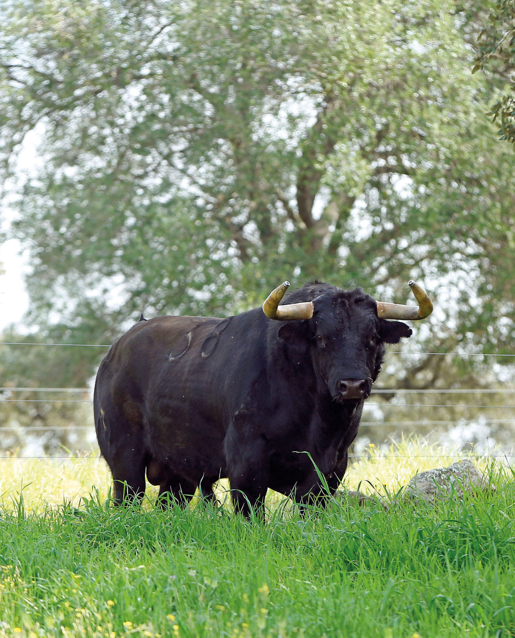 El sueño de Clotilde Calvo
