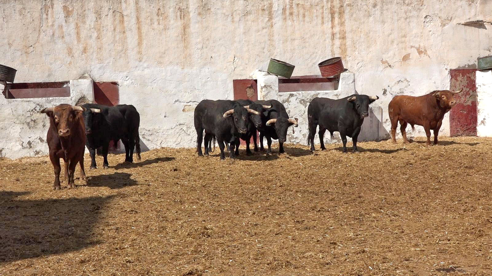 Níveo, primer juampedro de la tarde en Castellón