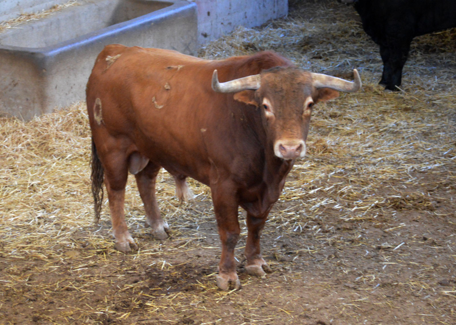 Sorteo, Zaragoza 27 de abril de 2019