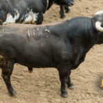 Sorteo. Sevilla, domingo 21 de abril de 2019