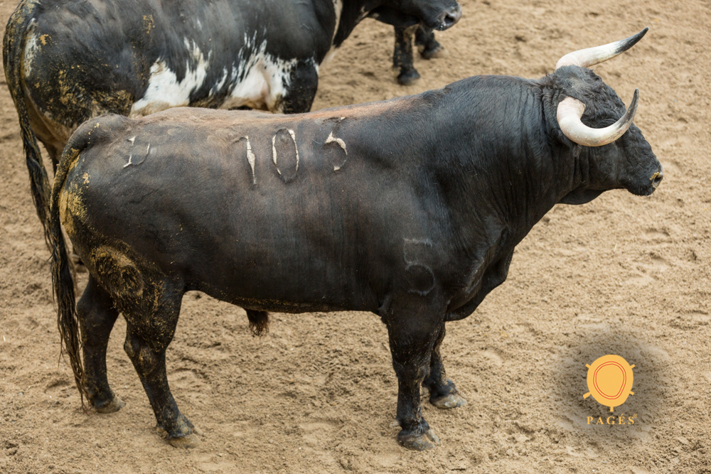 Sorteo. Sevilla, domingo 21 de abril de 2019