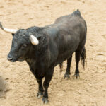 Sorteo. Sevilla, domingo 21 de abril de 2019