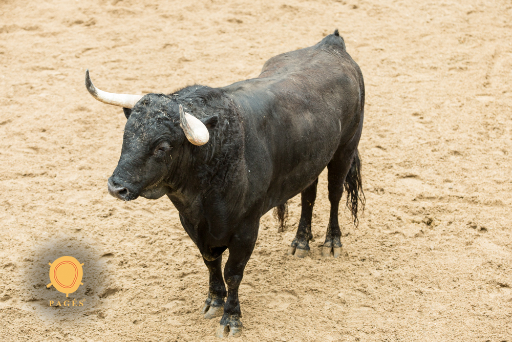 Sorteo. Sevilla, domingo 21 de abril de 2019