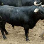 Sorteo. Sevilla, domingo 21 de abril de 2019