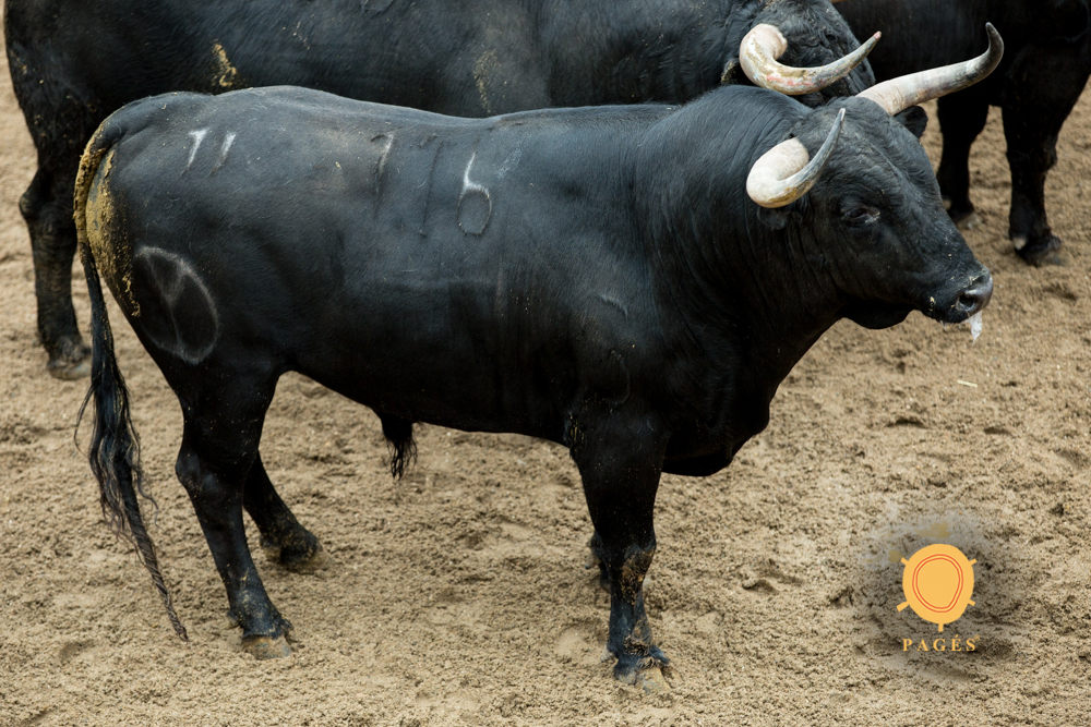 Sorteo. Sevilla, domingo 21 de abril de 2019