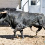 Sorteo, Madrid 27 de abril de 2019