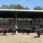 Jandilla y Vegahermosa