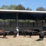 Jandilla y Vegahermosa