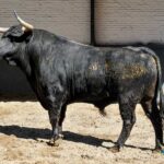 Sorteo, Madrid 27 de abril de 2019