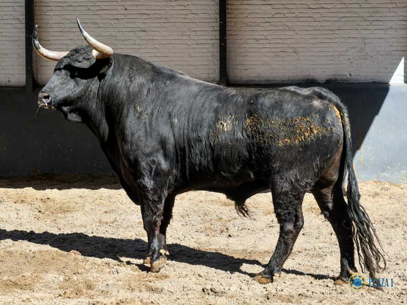 Sorteo, Madrid 27 de abril de 2019