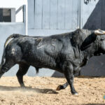 Novillos de Sánchez Herrero para Las Ventas