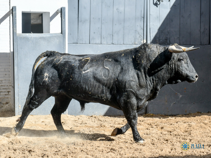 Novillos de Sánchez Herrero para Las Ventas