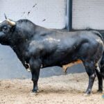 Sorteo. Madrid, domingo 21 de abril de 2019