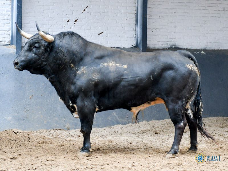 Sorteo. Madrid, domingo 21 de abril de 2019