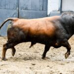 Sorteo. Madrid, domingo 21 de abril de 2019