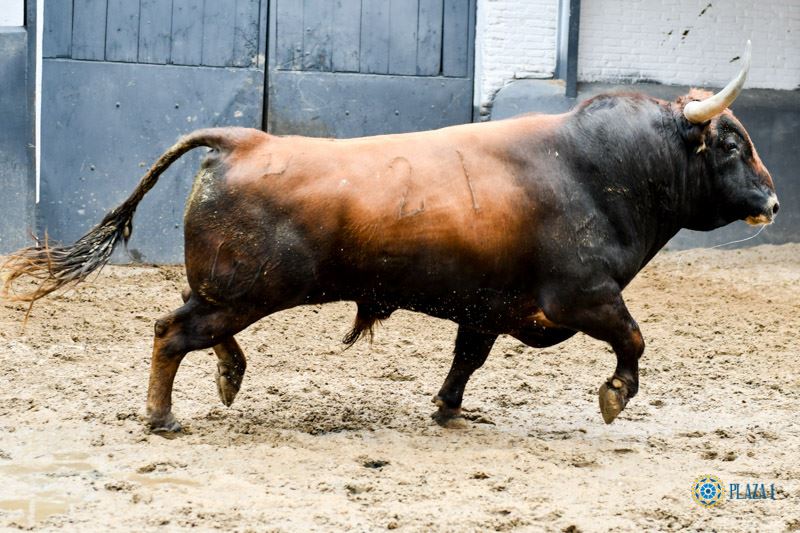 Sorteo. Madrid, domingo 21 de abril de 2019