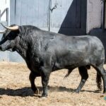 Sorteo, Madrid 27 de abril de 2019