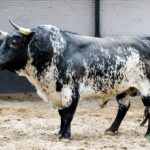 Sorteo. Madrid, domingo 21 de abril de 2019