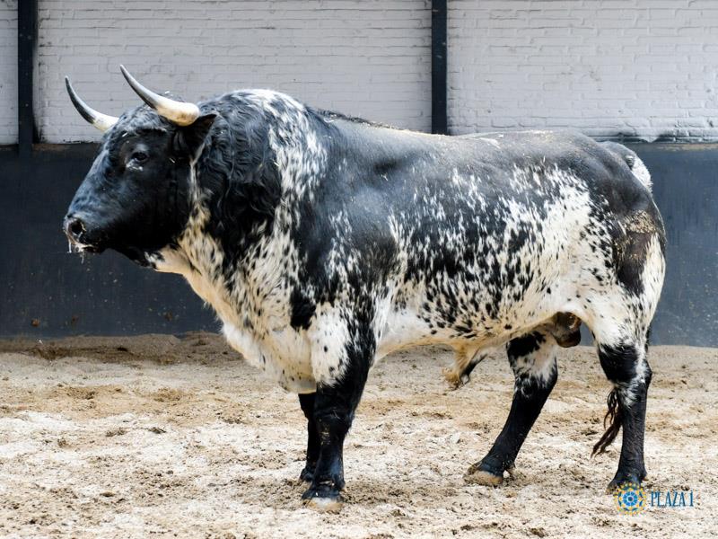 Sorteo. Madrid, domingo 21 de abril de 2019