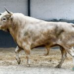 Sorteo. Madrid, domingo 21 de abril de 2019