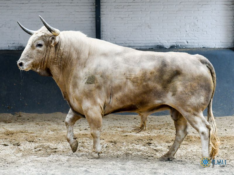 Sorteo. Madrid, domingo 21 de abril de 2019